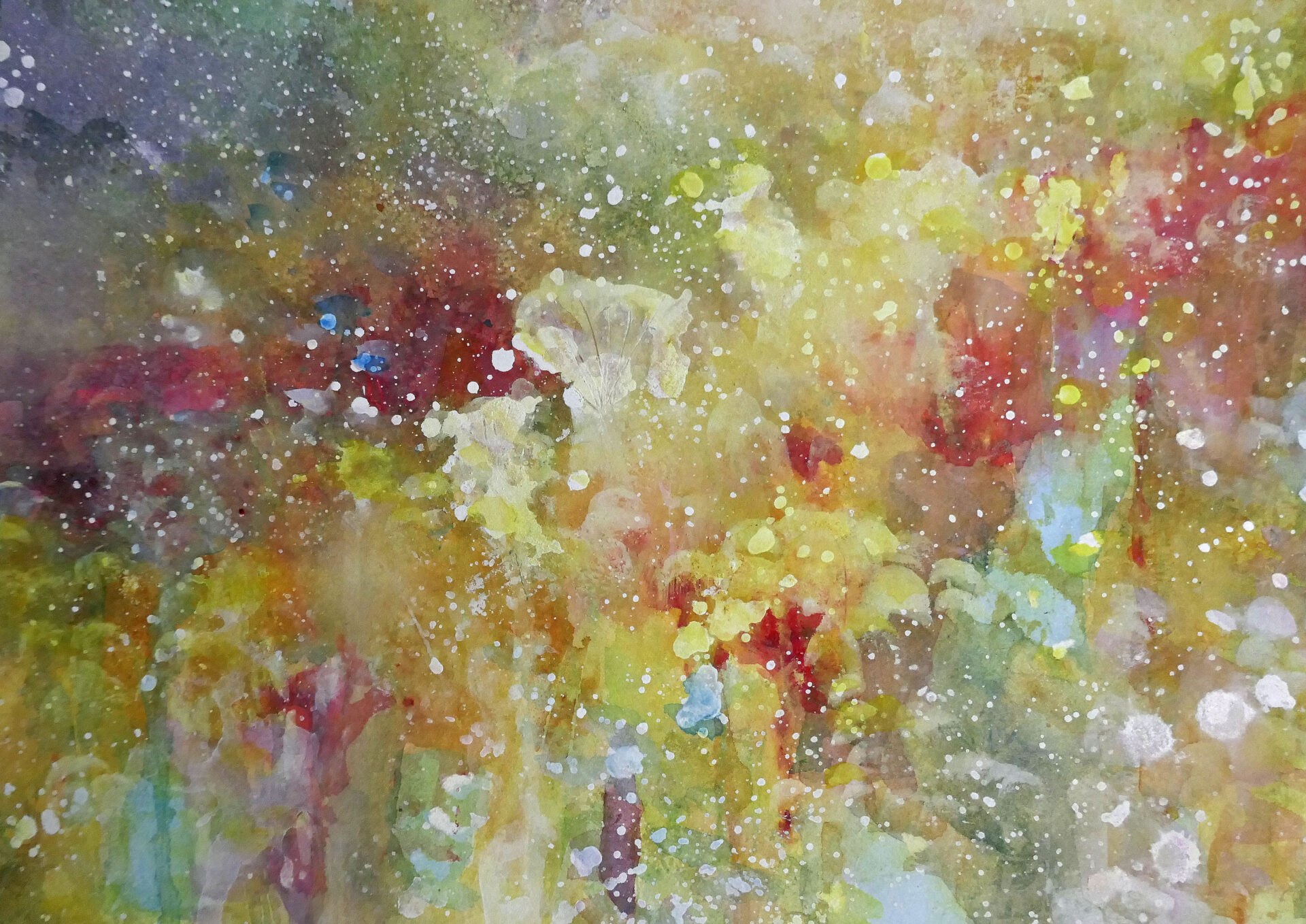 wild 3 crop light sharp red to high qual 3.8m crop to A3